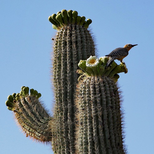 Woodpecker 1
Verde River, Rio Verde. AZ. Woodpecker 1
Verde River, Rio Verde. AZ.